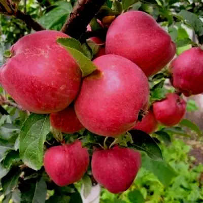 Яблоня РОЖДЕСТВЕНСКОЕ в Новополоцке