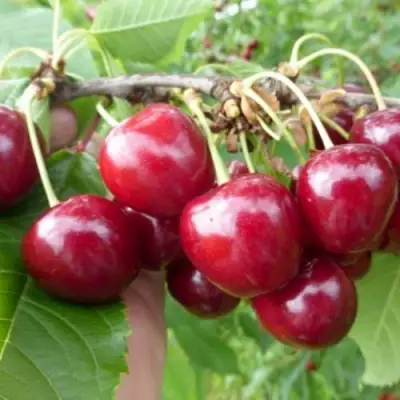 Вишня КОЛОННОВИДНАЯ  в Новополоцке