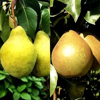 Комплект ДУЭТ в Новополоцке