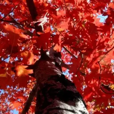 Дуб красный в Новополоцке