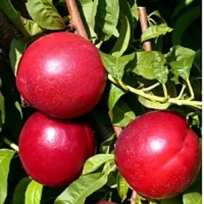 Нектарин ХАРКО в Новополоцке