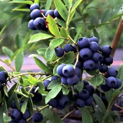 Голубика ДЖЕРСИ в Новополоцке