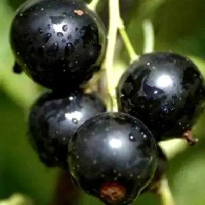 Смородина чёрная ВИНОГРАДНАЯ в Новополоцке