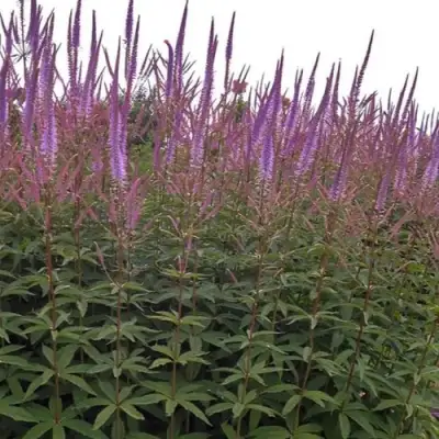 Вероникаструм ФАСЦИНЕЙШН в Новополоцке