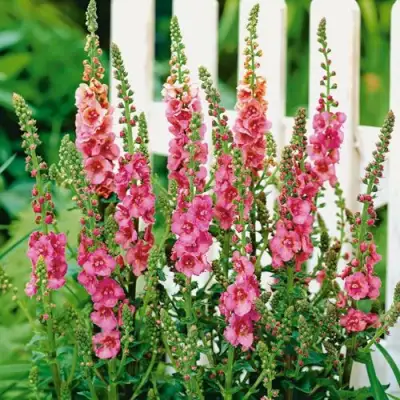 Коровяк ПИНК ДОМИНО гибридный (вербаскум) в Новополоцке