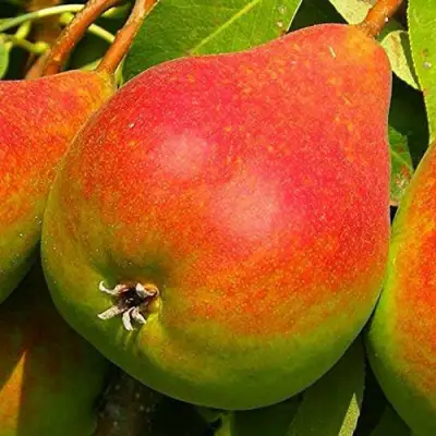 Груша ГЕРА в Новополоцке