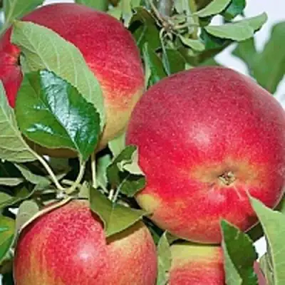 Яблоня СЕНАТОР колонновидная в Новополоцке