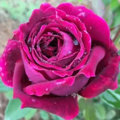 Роза РОЯЛ ПАЛАС японская в Новополоцке