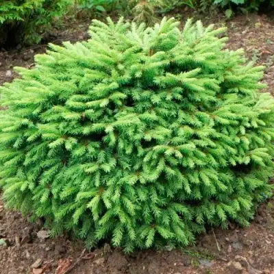 Ель НИДИФОРМИС обыкновенная в Новополоцке