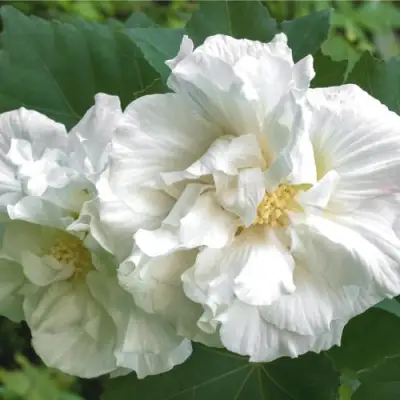 Гибискус АДМИРАЛ ДЕВЕЙ сирийский в Новополоцке