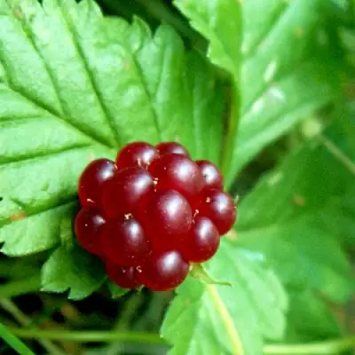 Княженика ЭЛПЕ в Новополоцке