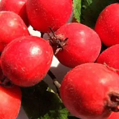 Боярышник КРУПНОПЛОДНЫЙ в Новополоцке