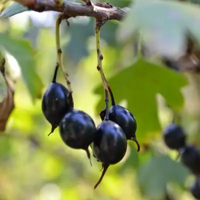 Смородина золотистая ДУСТЛИК в Новополоцке