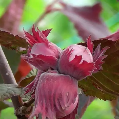 Фундук КАРДИНАЛ в Новополоцке