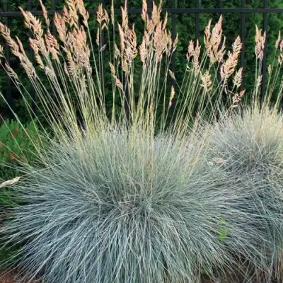 Овсянница ЭЛАЙДЖА БЛЮ в Новополоцке