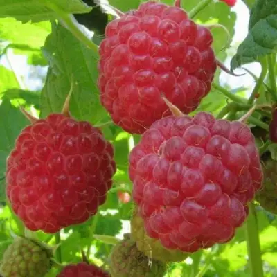 Малина НОВОСТЬ КУЗЬМИНА в Новополоцке