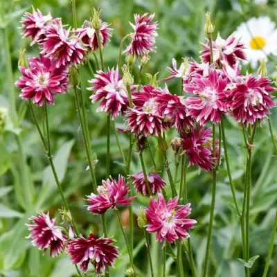 Аквилегия БАРЛОУ НОРА гибрид МакКаны в Новополоцке