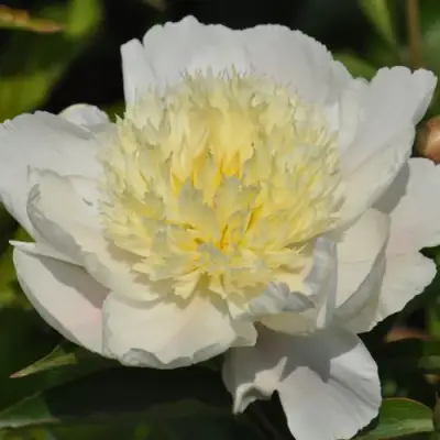 Пион ЗОЛОТАЯ ШПИЛЬКА травянистый в Новополоцке