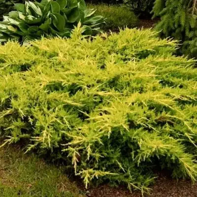 Можжевельник МОРДИГАН ГОЛД средний в Новополоцке