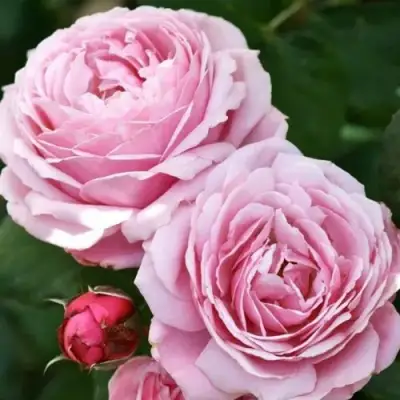 саженцы розы Дитер Мюллер