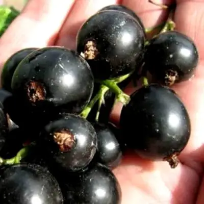 Смородина чёрная ЧЕРЕШНЁВАЯ в Новополоцке