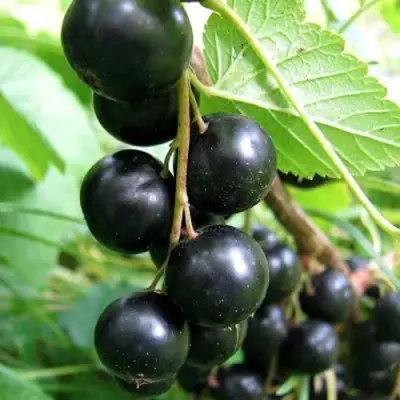 Смородина черная ЧЕРНООКАЯ в Новополоцке