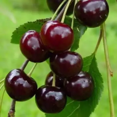 Вишня ЛАСУХА в Новополоцке