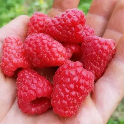 Малина ТУЛАМИН в Новополоцке