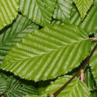 Граб японский в Новополоцке