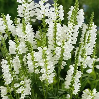 Физостегия АЛЬБА виргинская в Новополоцке