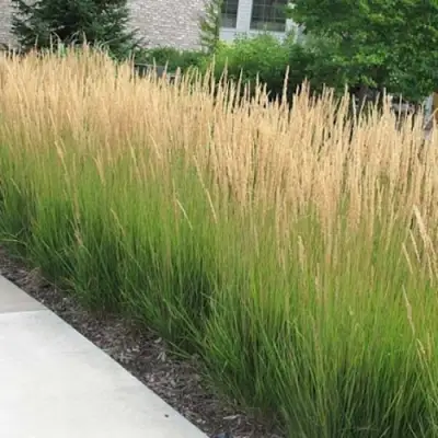 Вейник КАРЛ ФОРСТЕР остроцветковый в Новополоцке