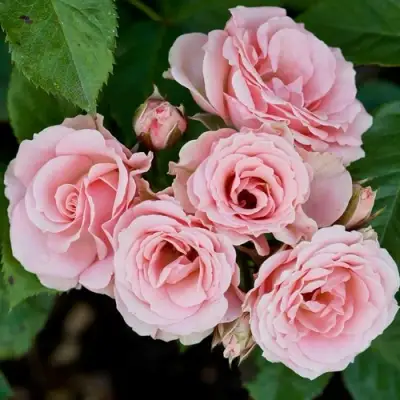 Роза КЛАССИК ЛИДИЯ спрей в Новополоцке