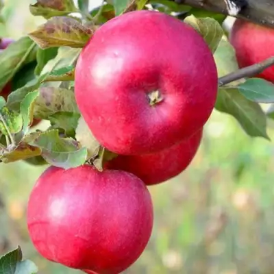 Яблоня АЙДАРЕД в Новополоцке
