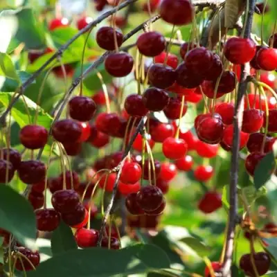 Вишня БРУСНИЦЫНА степная в Новополоцке