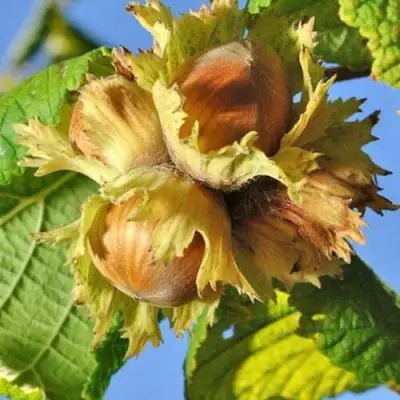 Фундук ТОНДА РОМАНА в Новополоцке