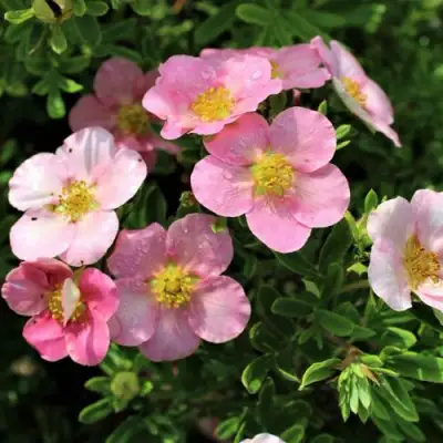 Лапчатка ЛАВЛИ ПИНК кустарниковая в Новополоцке