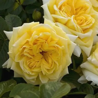 Роза НАДЯ МЕЙДИЛАНД почвопокровная в Новополоцке