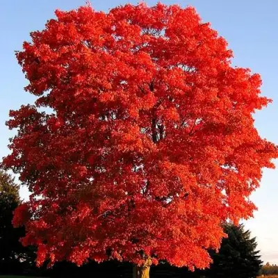 Дуб красный в Новополоцке