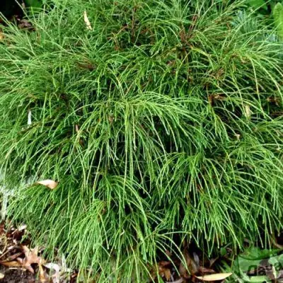 Туя ВИПКОРД складчатая в Новополоцке