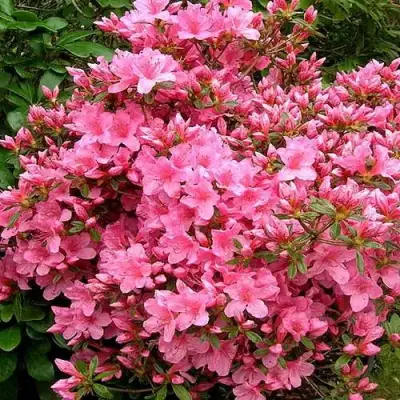 Азалия РОКОКО японская в Новополоцке