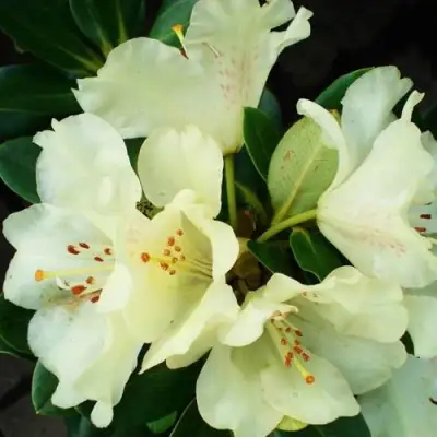 Рододендрон ГОЛДКРОН в Новополоцке