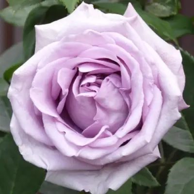 саженцы розы Индиголетта