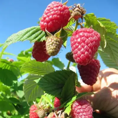 Малина ЕВРАЗИЯ в Новополоцке