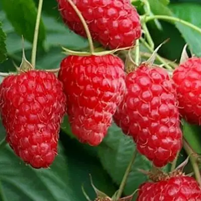 Малина КАСКАД ДЕЛАЙТ в Новополоцке