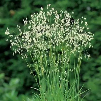 Трясунка средняя в Новополоцке