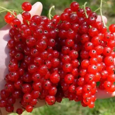 Смородина красная РЕД ПУЛ в Новополоцке