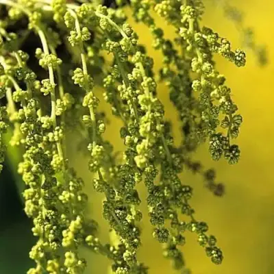 Дуб скальный в Новополоцке