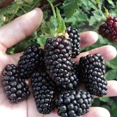 Ежевика ЛОХ НЕСС бесшипная  в Новополоцке