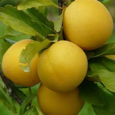 Слива СОЛНЫШКО в Новополоцке