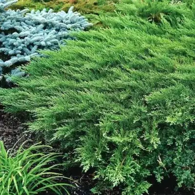 Можжевельник РОКЕРИ ДЖЕМ казацкий  в Новополоцке